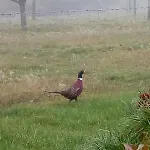 Apartment Maison Rosae Vinca La Voge-les-Bains